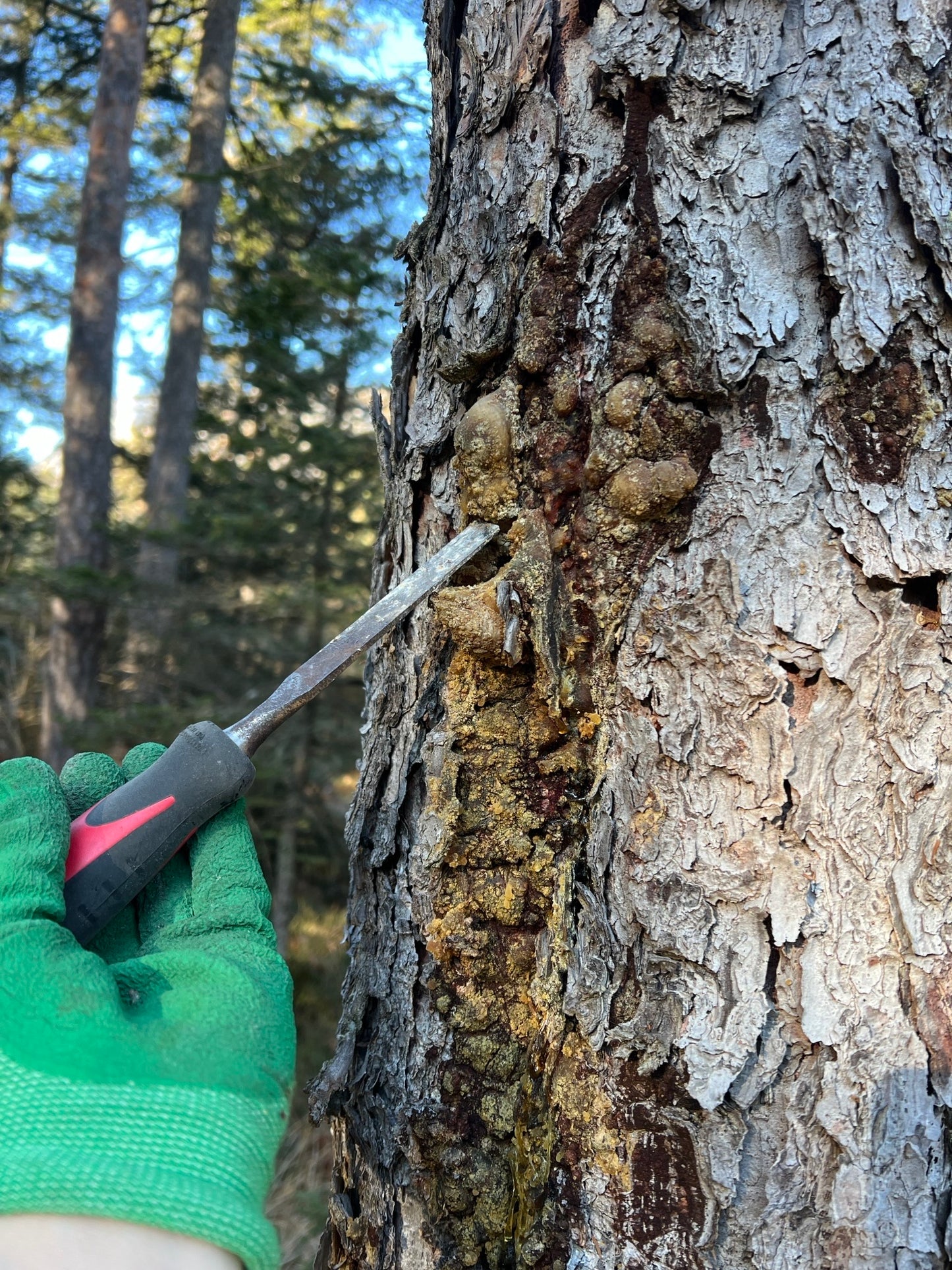 Pechsalbe Omega-3 Öl