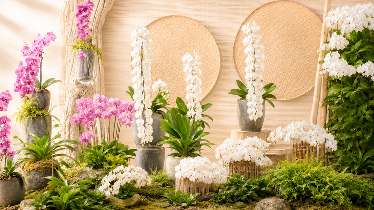 Gesichtspflege Orchidee