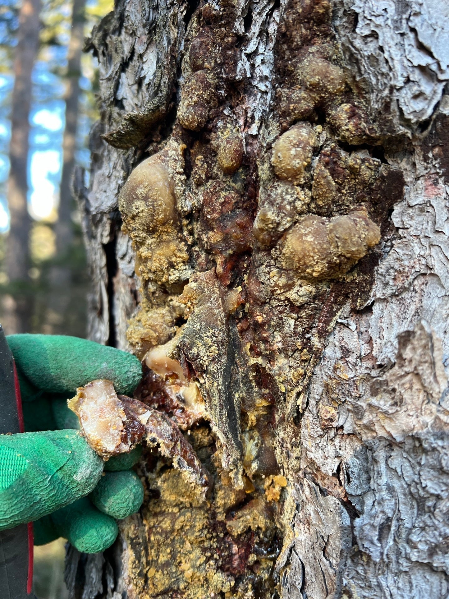 500g heimischer WEIHRAUCH | natürliches Baumharz aus österreichs Wäldern