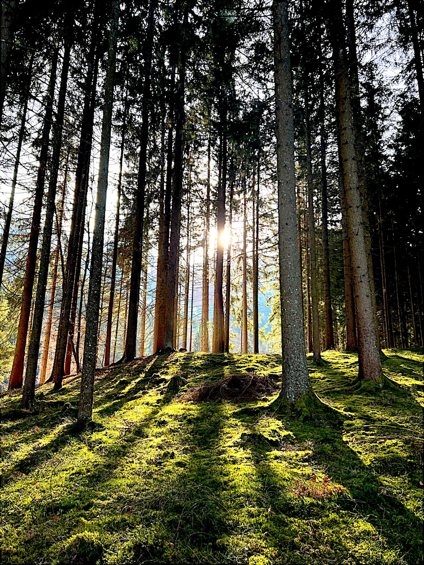 50ml natürliche Olivenöl Pechsalbe mit 100% österreichischem Baumharz